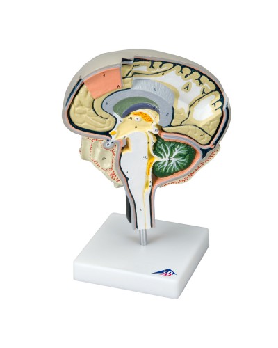 Brain Section Model with Medial and Sagittal Cuts